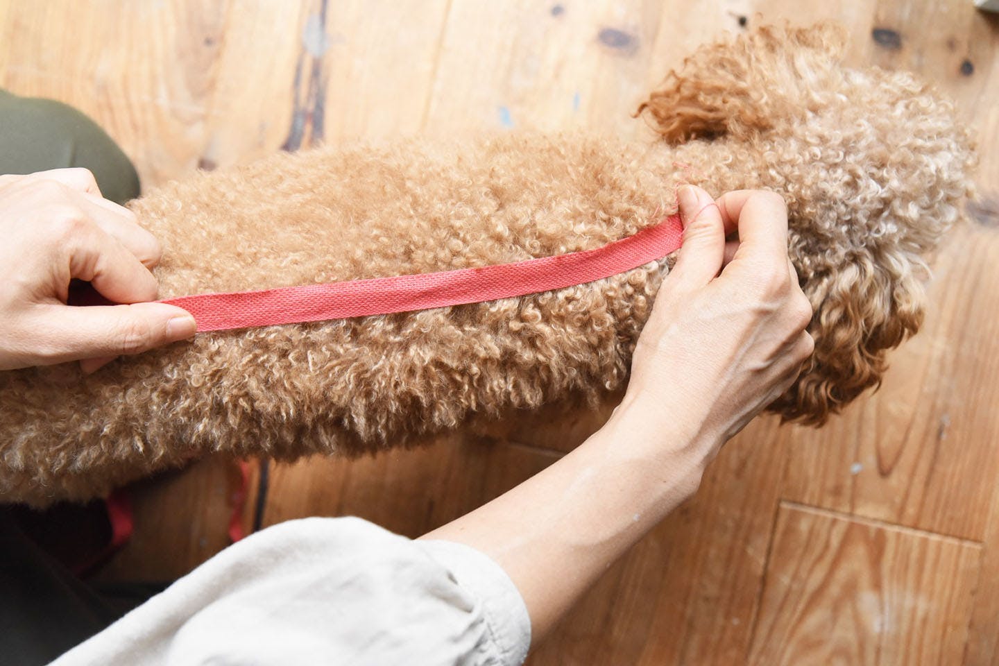 背の長さを採寸される犬