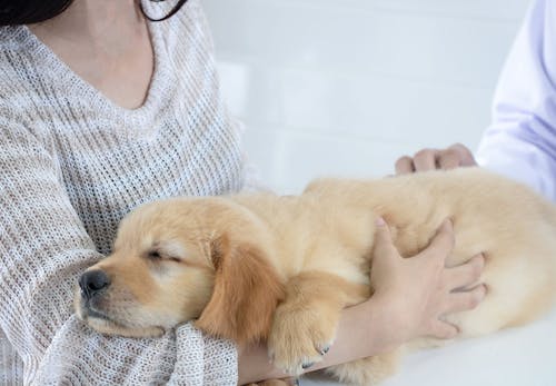 獣医師監修 犬の便秘は病気のサイン 病院に連れて聞くべき症状や対処法 マッサージなどでの予防について解説 わんクォール