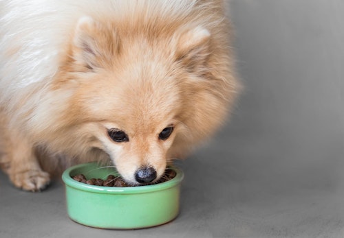 犬に玉ねぎはng 食べてしまった時の症状と応急処置を解説 獣医師監修 わんクォール 犬に玉ねぎはng 食べてしまった時の症状と応急処置を解説 獣医師監修 わんクォール
