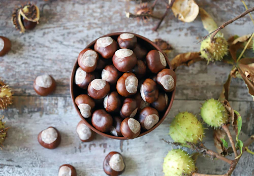 犬は栗を食べても大丈夫 鬼皮 渋皮 殻やアレルギーに関する注意点 期待できる健康面での効果について解説 獣医師監修 わんクォール 犬は栗を食べても大丈夫 鬼皮 渋皮 殻やアレルギーに関する注意点 期待できる健康面での効果について解説 獣医師監修 わんクォール
