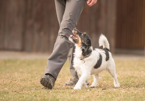 犬の血尿は病気のサイン 考えられる原因と病院に行くべき症状 対処法について解説 獣医師監修 わんクォール