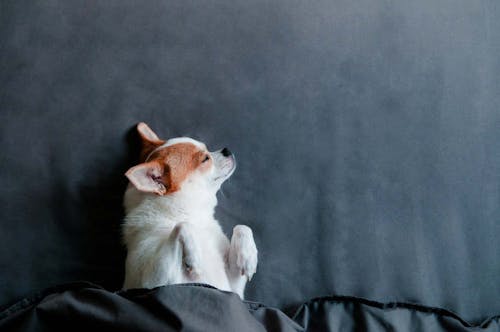 獣医師監修 犬の目やには病気のサイン 原因と対処法 涙やけとの違いについて解説 わんクォール 獣医師監修 犬の目やには病気のサイン 原因と対処法 涙やけとの違いについて解説 わんクォール