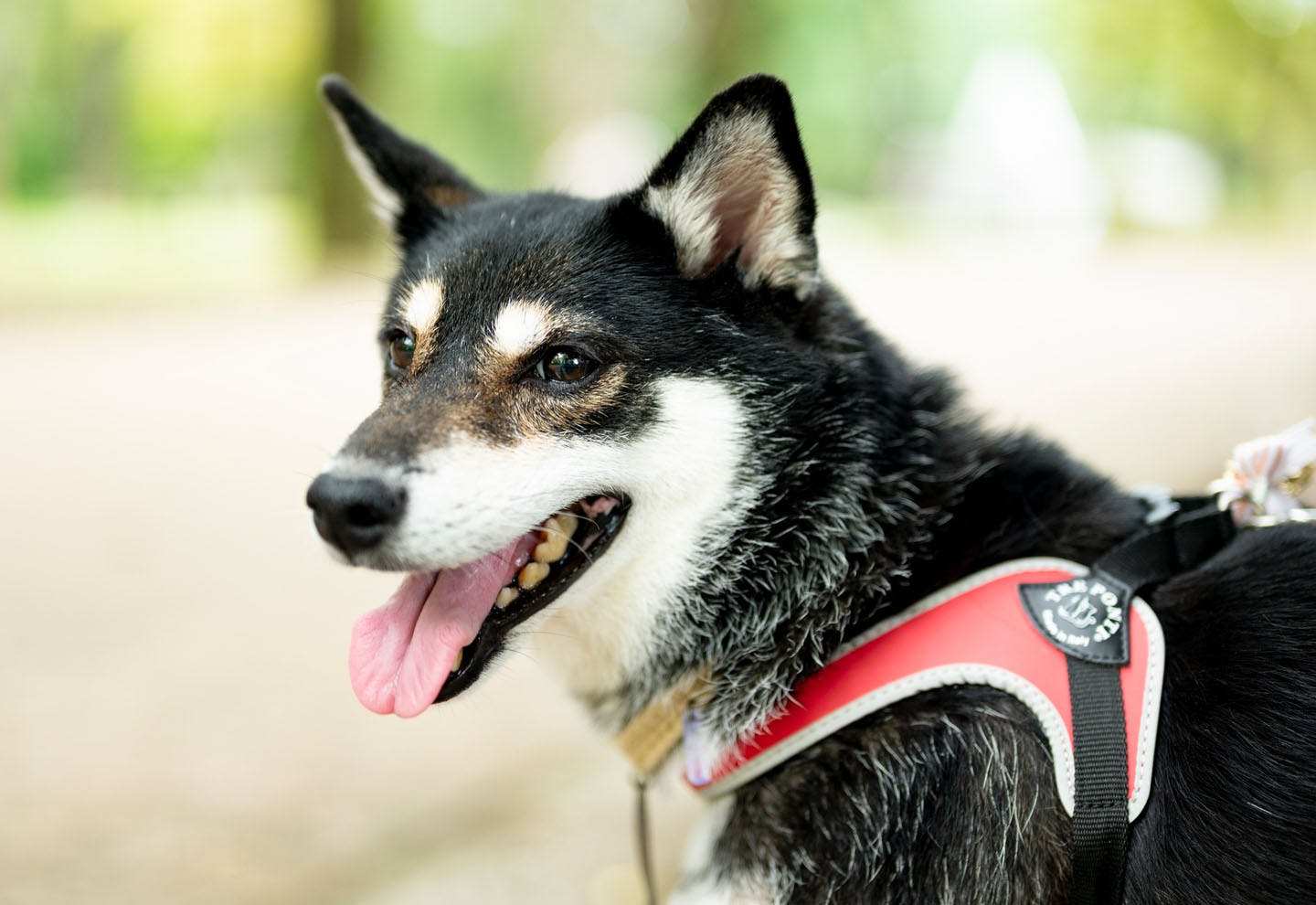私の愛する犬たち 私の愛する犬たち The dogs which I love 実物大 型紙付き