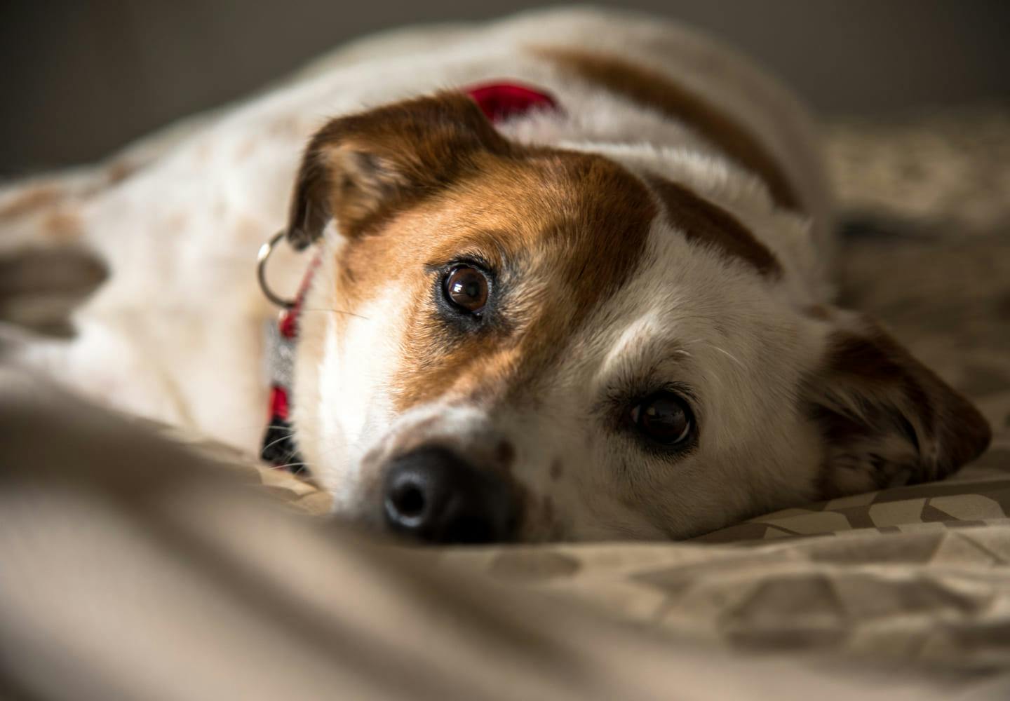 獣医師監修 老犬 シニア犬 の介護に必要なものとは 介護に対する心構えやデイリーケアのポイントを解説 Health 健康 わんクォール