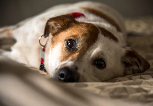 獣医師監修 老犬 シニア犬 の介護に必要なものとは 介護に対する心構えやデイリーケアのポイントを解説 わんクォール 獣医師監修 老犬 シニア犬 の介護に必要なものとは 介護に対する心構えやデイリーケアのポイントを解説 わんクォール