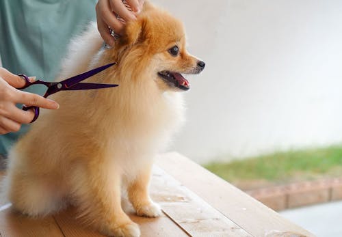 犬のトリミングとは どんなことをするのか 頻度や費用の目安について解説 獣医師監修 わんクォール