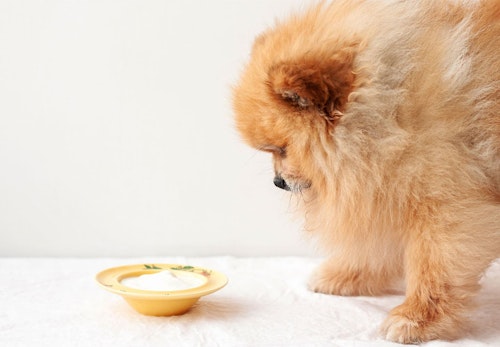 犬はヨーグルトを食べても大丈夫 与えるメリットや注意点 1日の適量などについて解説 獣医師監修 わんクォール