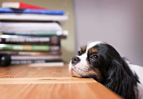 犬はキウイを食べても大丈夫 健康面で期待できることや注意点 おすすめの与え方を解説 獣医師監修 わんクォール