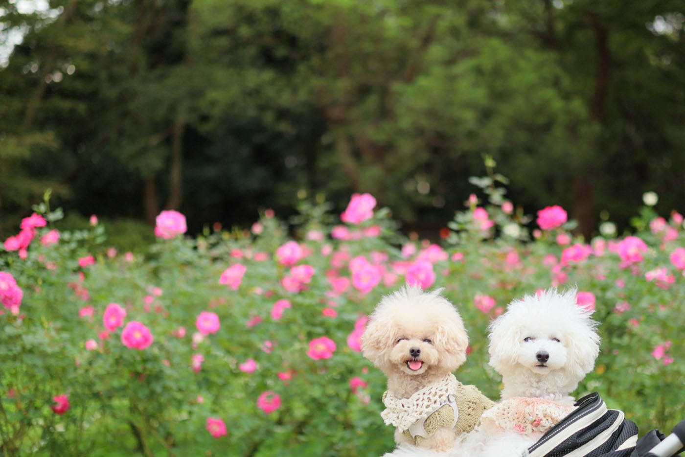 代々木公園バラ