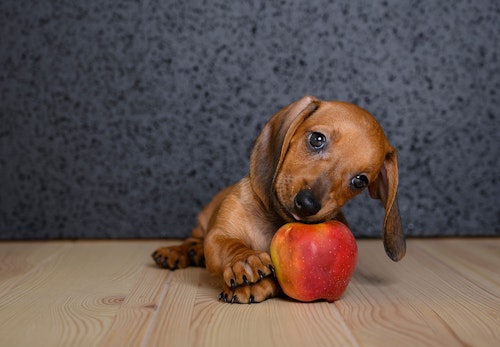 りんごに噛みつく犬