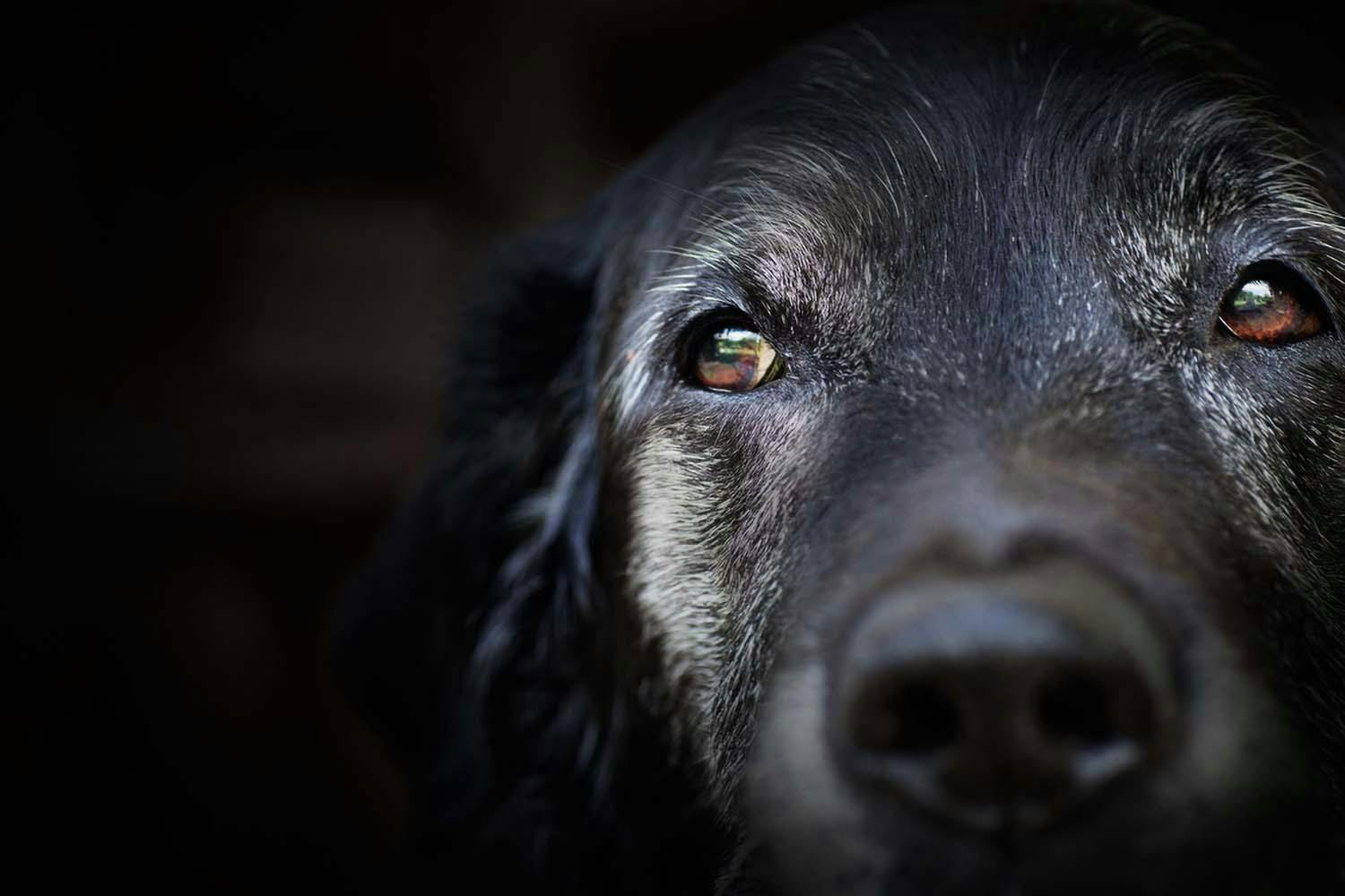 獣医師監修 犬の目やには病気のサイン 原因と対処法 涙やけとの違いについて解説 Illness 病気 わんクォール