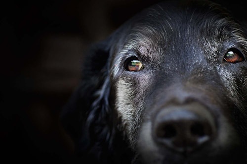 獣医師監修 犬の目やには病気のサイン 原因と対処法 涙やけとの違いについて解説 わんクォール
