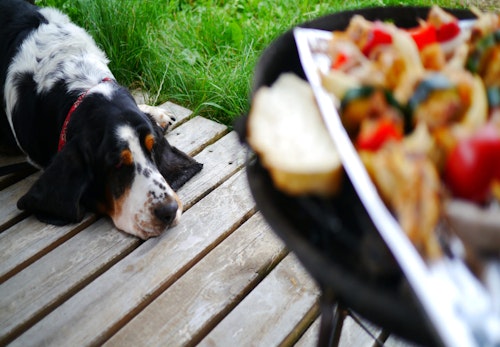 食事を見つめる犬