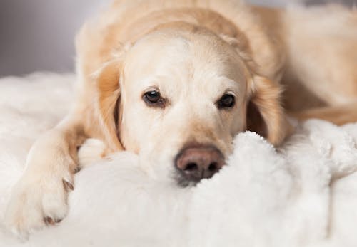 獣医師監修 犬の留守番は何時間が限界 年齢ごとの目安と必要なしつけ 環境作りについて解説 わんクォール