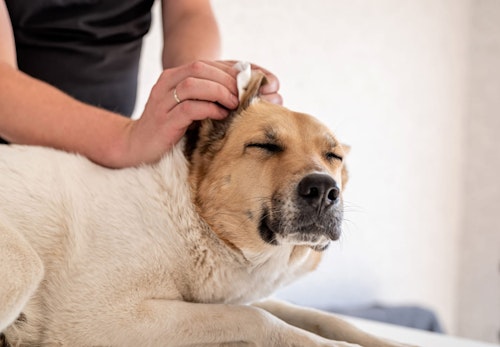 獣医師監修 老犬 シニア犬 の介護に必要なものとは 介護に対する心構えやデイリーケアのポイントを解説 わんクォール