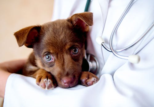 犬はりんごを食べても大丈夫 食べると危険な部位などの注意点や健康面でのメリットについて解説 獣医師監修 わんクォール