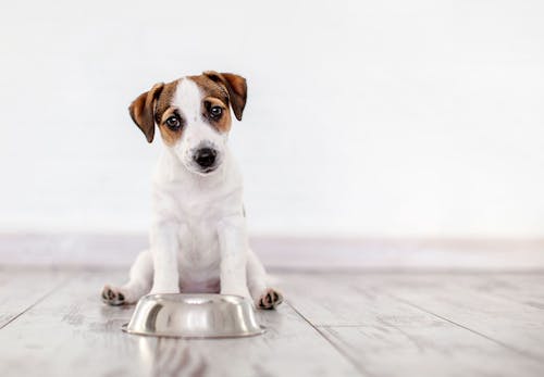 犬はヨーグルトを食べても大丈夫 与えるメリットや注意点 1日の適量などについて解説 獣医師監修 わんクォール 犬はヨーグルトを食べても大丈夫 与えるメリットや注意点 1日の適量などについて解説 獣医師監修 わんクォール