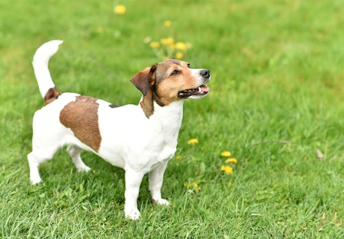 犬はヨーグルトを食べても大丈夫 与えるメリットや注意点 1日の適量などについて解説 獣医師監修 わんクォール 犬はヨーグルトを食べても大丈夫 与えるメリットや注意点 1日の適量などについて解説 獣医師監修 わんクォール