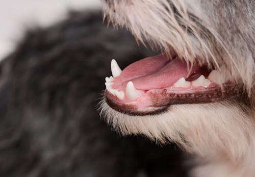 獣医師監修 犬のよだれの原因とは 考えられる病気と病院に行くべき症状 対処法などについて解説 わんクォール