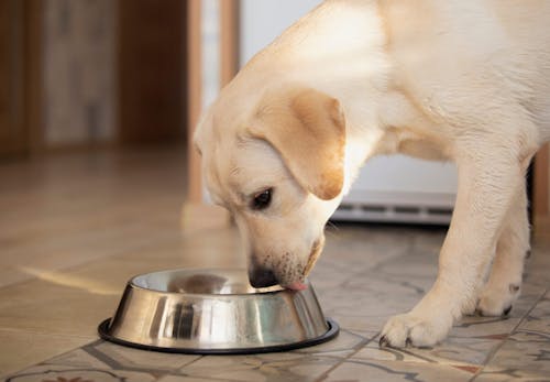 犬に生卵やゆで卵を食べさせても大丈夫 栄養素や適量 注意点などについて解説 獣医師監修 わんクォール 犬に生卵やゆで卵を食べさせても大丈夫 栄養素や適量 注意点などについて解説 獣医師監修 わんクォール