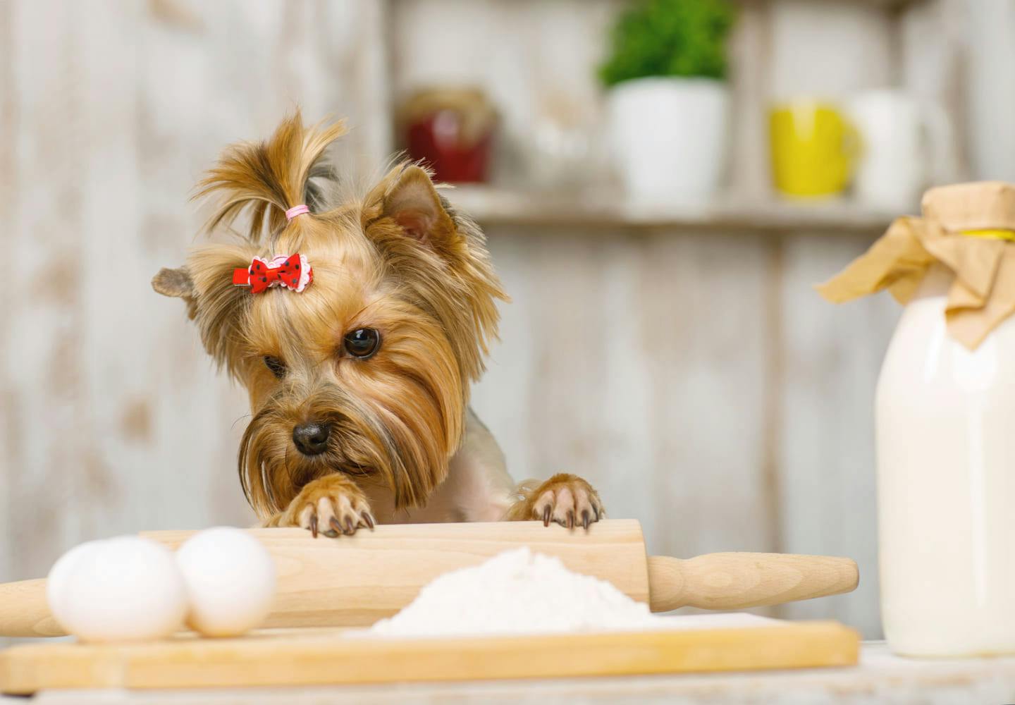 犬に生卵やゆで卵を食べさせても大丈夫 栄養素や適量 注意点などについて解説 獣医師監修 わんクォール