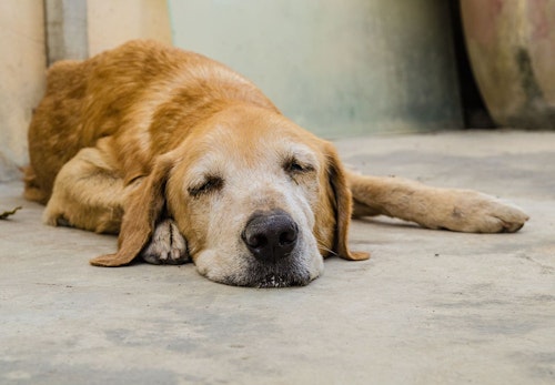 獣医師監修 犬が吐く理由とは 考えられる病気と病院に連れて行くべき危険な嘔吐について解説 わんクォール