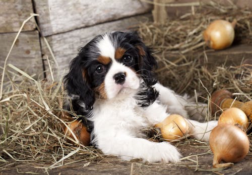 犬に玉ねぎは危険 食べてしまった時の症状と対処法を獣医師が解説 わんクォール