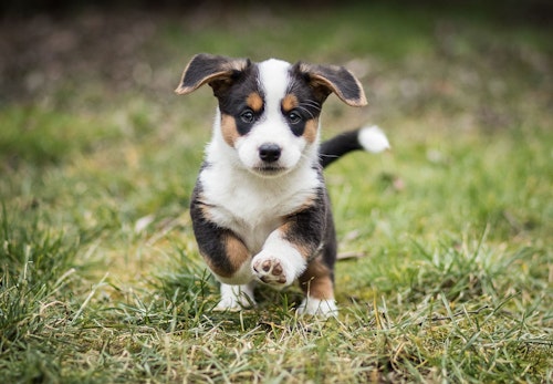犬のしゃっくりの原因は 考えられる病気と対処法 病院に連れて行くべき症状を解説 獣医師監修 わんクォール 犬のしゃっくりの原因は 考えられる病気と対処法 病院に連れて行くべき症状を解説 獣医師監修 わんクォール