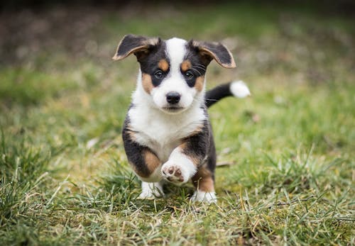 犬のしゃっくりの原因は 考えられる病気と対処法 病院に連れて行くべき症状を解説 獣医師監修 わんクォール