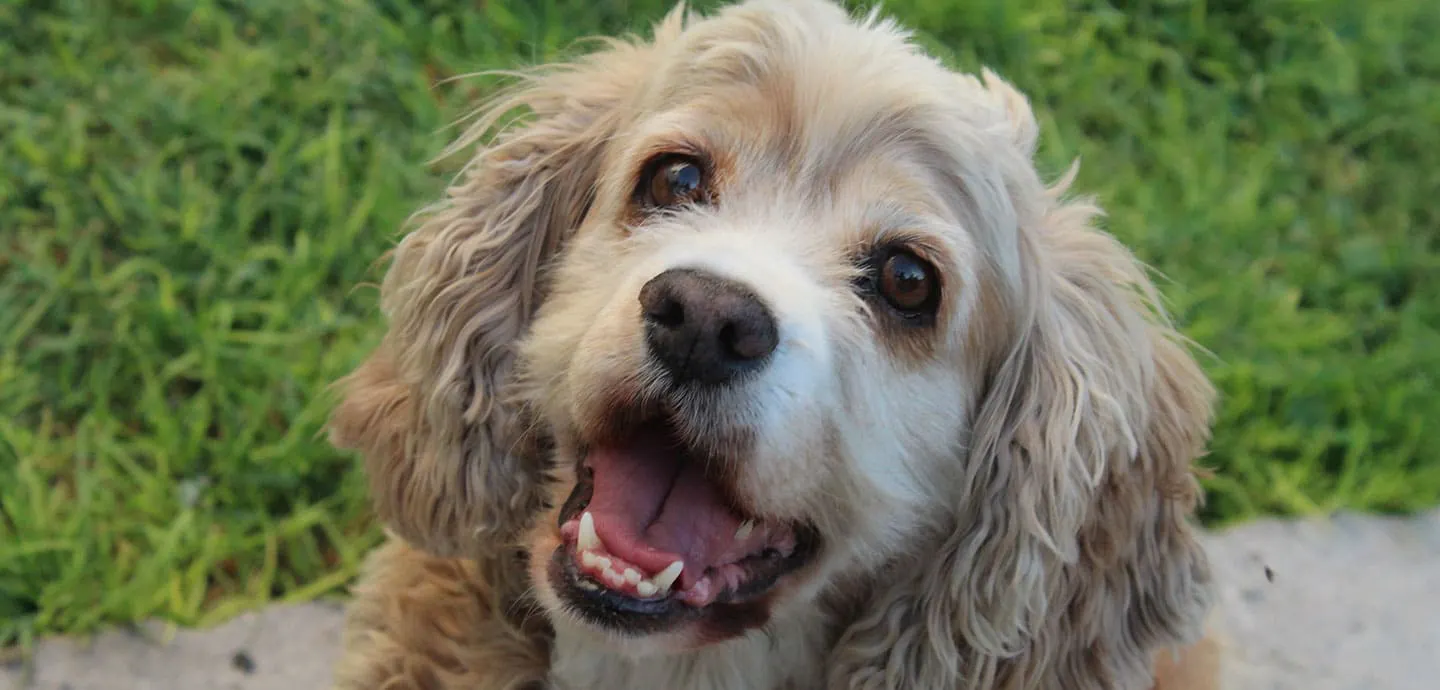 犬 しゃっくり