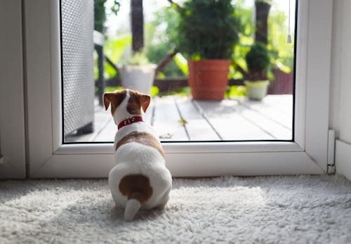 獣医師監修 犬の留守番は何時間が限界 年齢ごとの目安と必要なしつけ 環境作りについて解説 わんクォール 獣医師監修 犬の留守番は何時間が限界 年齢ごとの目安と必要なしつけ 環境作りについて解説 わんクォール