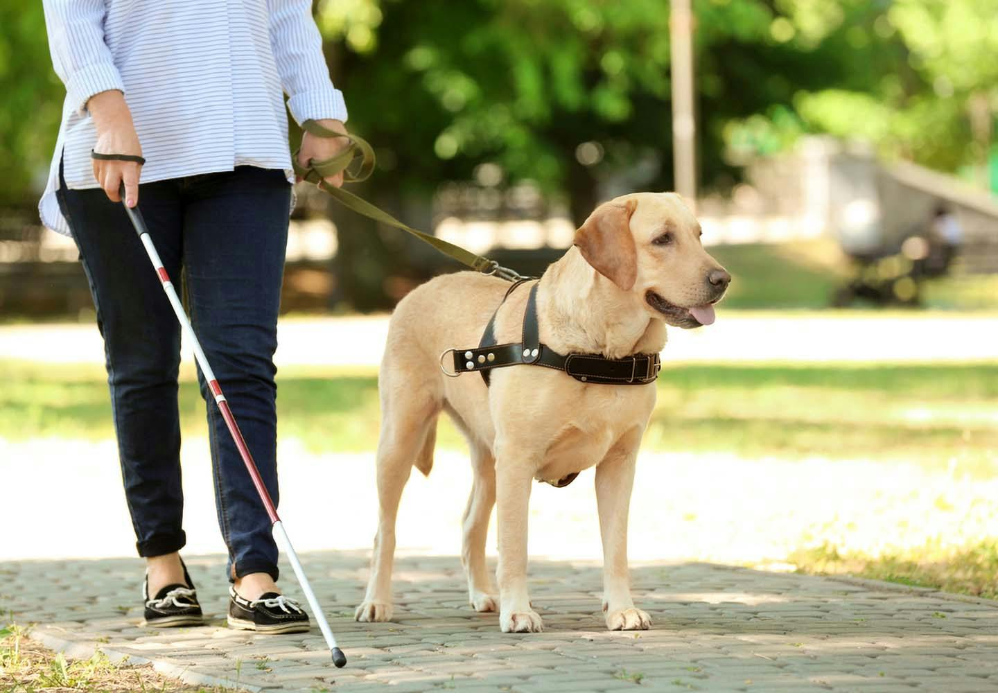 補助犬ってどんな犬 種類や仕事 訓練など基礎知識を解説 Living リビング わんクォール