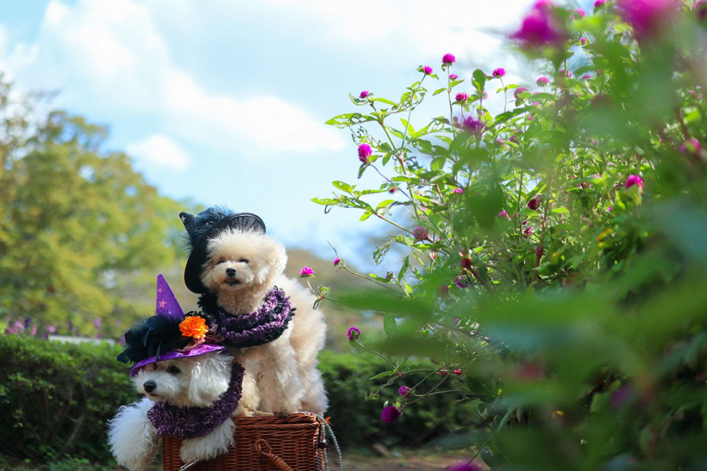 代々木公園ハロウィン