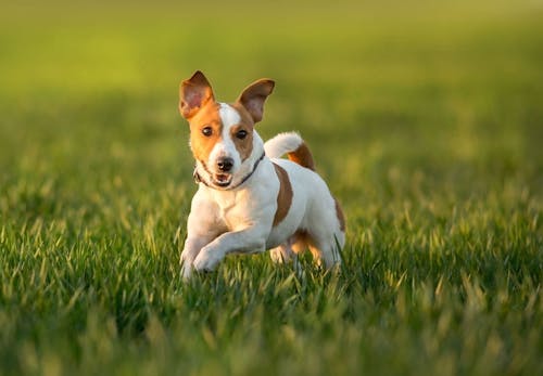 犬の年齢は人間に換算すると何歳 長生きさせるために気をつけることも紹介 獣医師監修 わんクォール