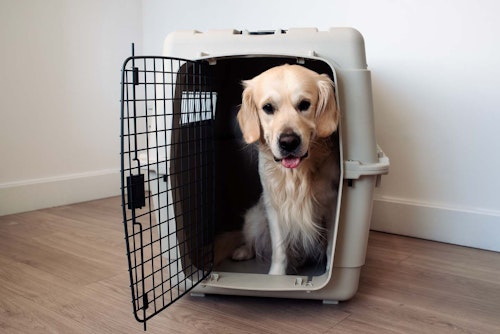 獣医師監修 犬にケージが必要な理由とは メリットや使用するときの注意点 商品の選び方について解説 わんクォール 獣医師監修 犬にケージが必要な理由とは メリットや使用するときの注意点 商品の選び方について解説 わんクォール