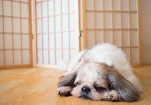 獣医師監修 犬の便秘は病気のサイン 病院に連れて聞くべき症状や対処法 マッサージなどでの予防について解説 わんクォール