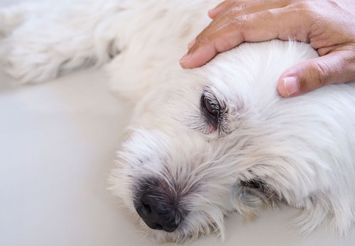 獣医師監修 犬が吐く理由とは 考えられる病気と病院に連れて行くべき危険な嘔吐について解説 わんクォール