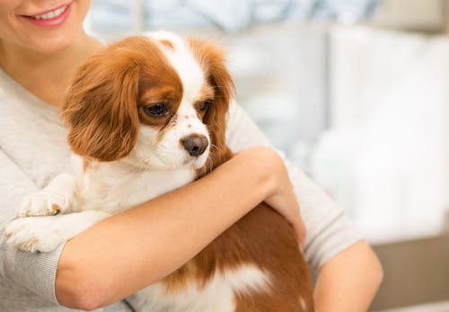 獣医師監修 犬の白内障の症状とは 原因と治療法 病院に行くタイミングや予防法について解説 わんクォール