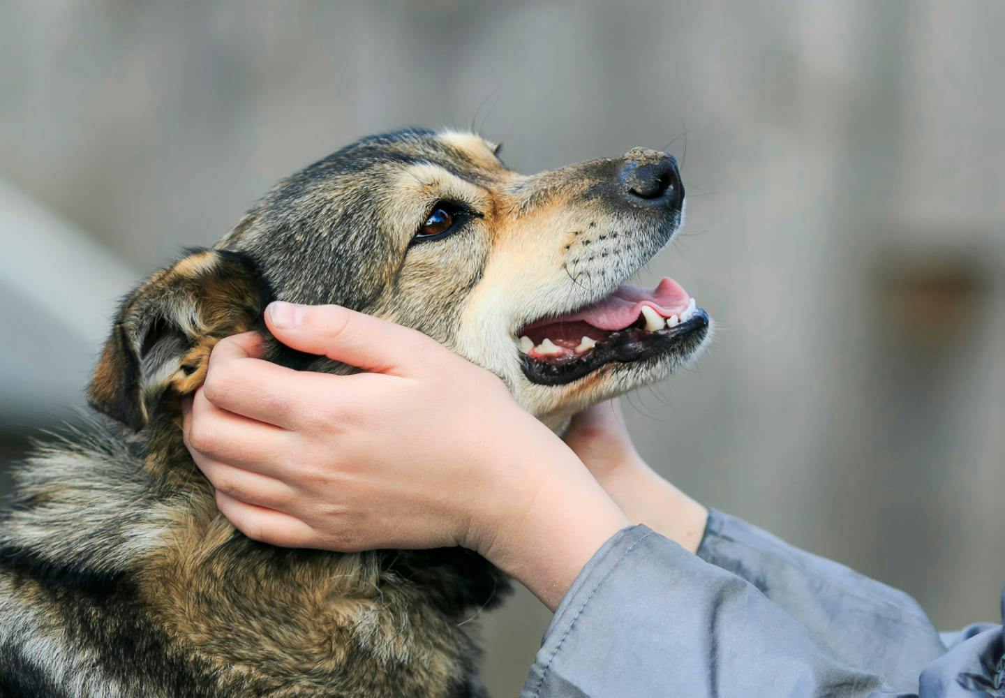獣医師監修 老犬 シニア犬 の介護に必要なものとは 介護に対する心構えやデイリーケアのポイントを解説 わんクォール