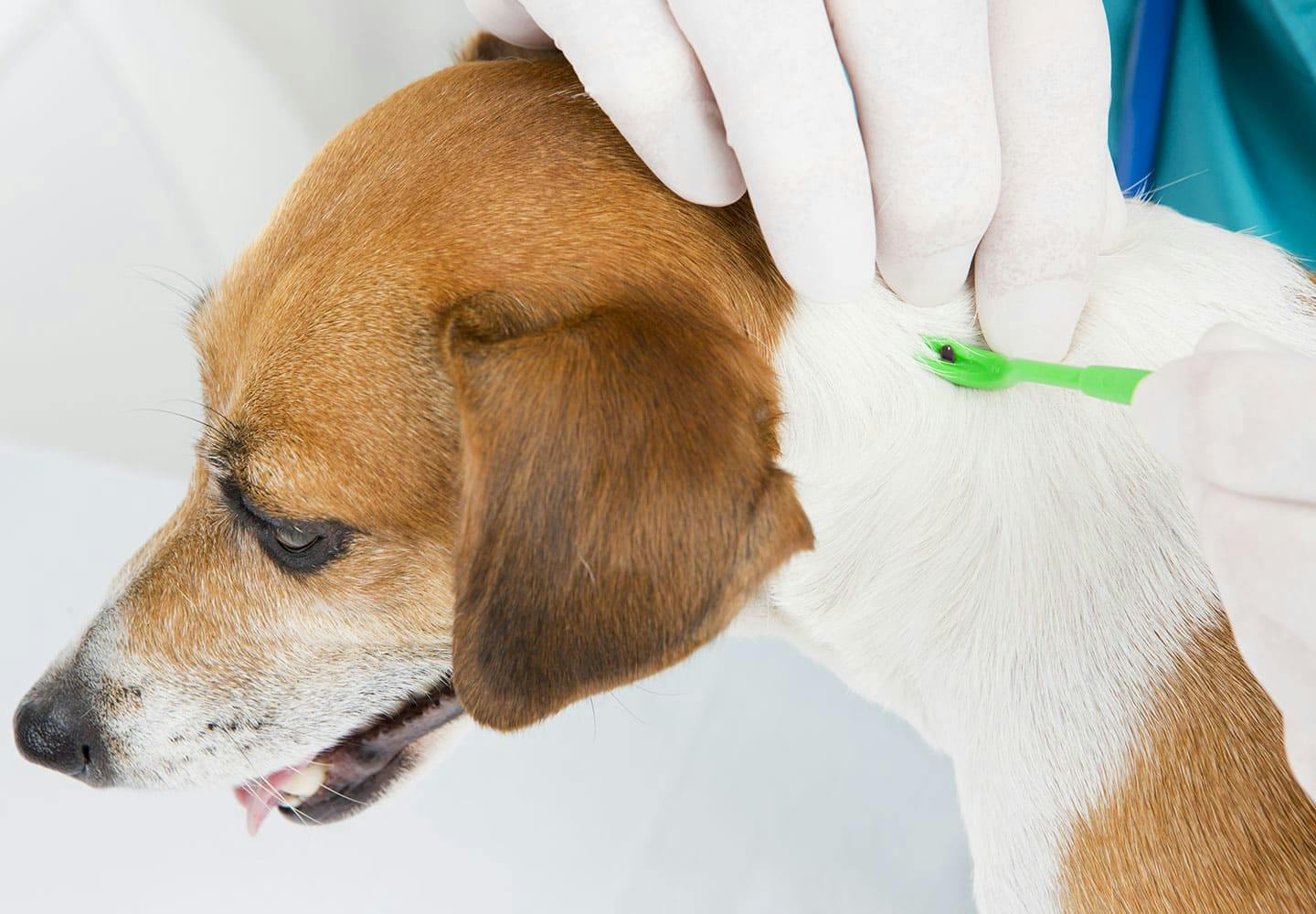 獣医師監修 マダニから犬を守るにはどうすれば 噛まれたときの症状や感染する病気 対処法などについて解説 Illness 病気 わんクォール