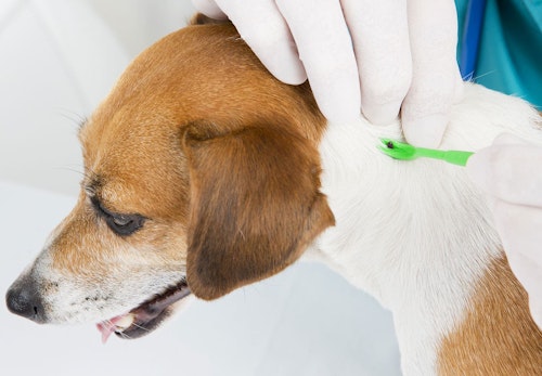 犬にマダニがついた時の対処法は 取ってしまっていいのか 感染する病気や予防策などを解説 獣医師監修 わんクォール