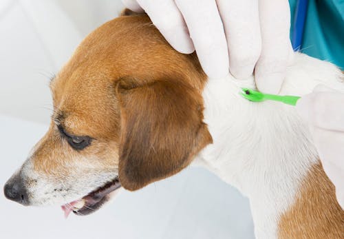 犬にマダニがついた時の対処法は 取ってしまっていいのか 感染する病気や予防策などを解説 獣医師監修 わんクォール 犬にマダニがついた時の対処法は 取ってしまっていいのか 感染する病気や予防策などを解説 獣医師監修 わんクォール