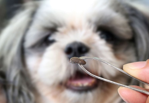 犬にマダニがついた時の対処法は 取ってしまっていいのか 感染する病気や予防策などを解説 獣医師監修 わんクォール 犬にマダニがついた時の対処法は 取ってしまっていいのか 感染する病気や予防策などを解説 獣医師監修 わんクォール