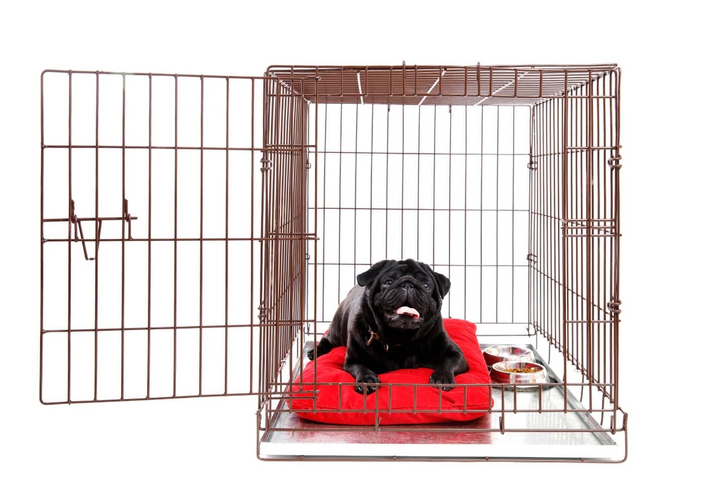 【獣医師監修】犬にケージが必要な理由とは？メリットや使用するときの注意点、商品の選び方について解説