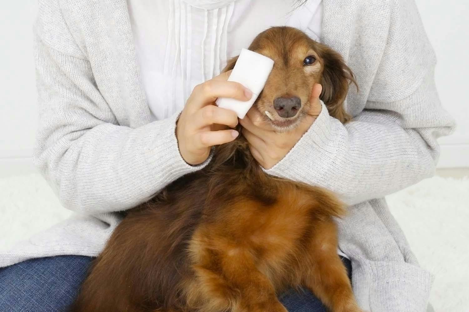 獣医師監修 犬の目やには病気のサイン 原因と対処法 涙やけとの違いについて解説 Illness 病気 わんクォール