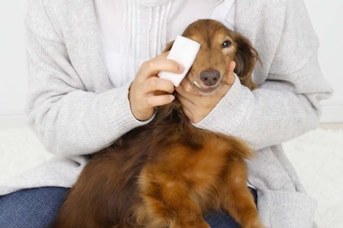 獣医師監修 犬の目やには病気のサイン 原因と対処法 涙やけとの違いについて解説 わんクォール 獣医師監修 犬の目やには病気のサイン 原因と対処法 涙やけとの違いについて解説 わんクォール