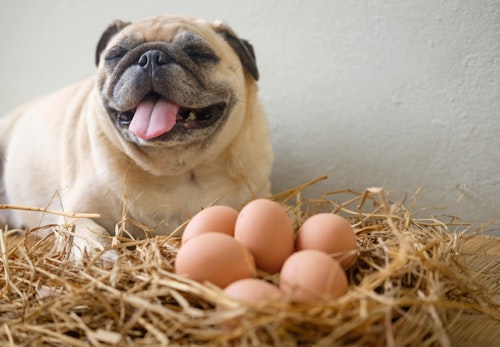犬に生卵やゆで卵を食べさせても大丈夫？栄養素や適量、注意点などについて解説【獣医師監修】