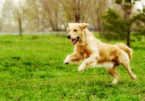 獣医師監修 犬の便秘は病気のサイン 病院に連れて聞くべき症状や対処法 マッサージなどでの予防について解説 わんクォール 獣医師監修 犬の便秘は病気のサイン 病院に連れて聞くべき症状や対処法 マッサージなどでの予防について解説 わんクォール