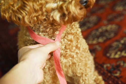 各10分で完成 愛犬のハロウィン衣装と撮影アイテムを作ろう わんクォール 各10分で完成 愛犬のハロウィン衣装と撮影アイテムを作ろう わんクォール
