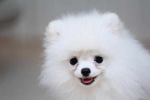 獣医師監修 犬の目やには病気のサイン 原因と対処法 涙やけとの違いについて解説 わんクォール 獣医師監修 犬の目やには病気のサイン 原因と対処法 涙やけとの違いについて解説 わんクォール